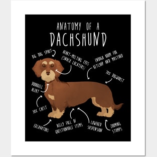 Red Wirehaired Dachshund Dog Anatomy Posters and Art